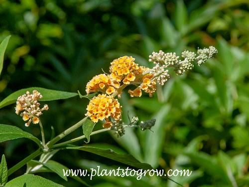 Honeycumb Butterfly Bush (Buddleja × weyeriana)